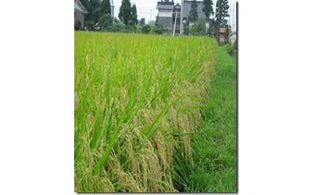 令和6年産 越中井波八乙女米　10kg×6袋（定期便） 【定期便】10kg×6袋