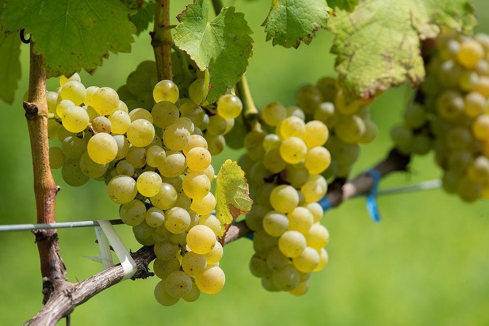 ＜ギフト向け＞ドメーヌボー　赤白ワイン２本セット【受賞ワイン】