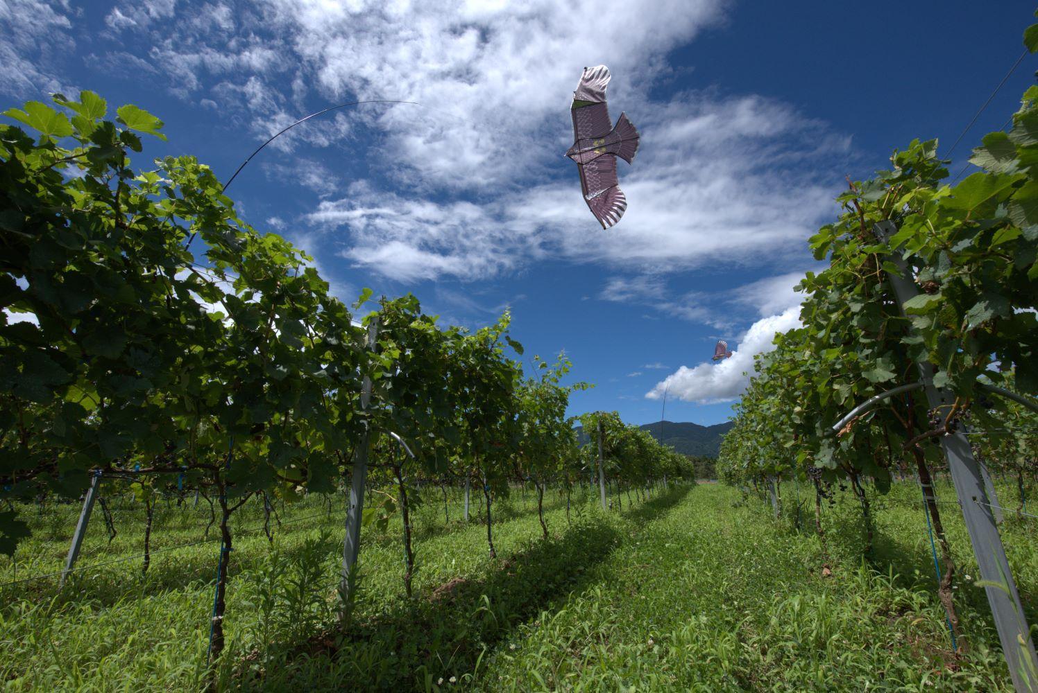 ＜ギフト向け＞ドメーヌボー 立野原 hineri オレンジ 2023