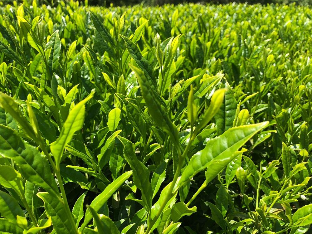 ラベンダーアールグレイ京番茶プレミアムボトルティー明薫セット