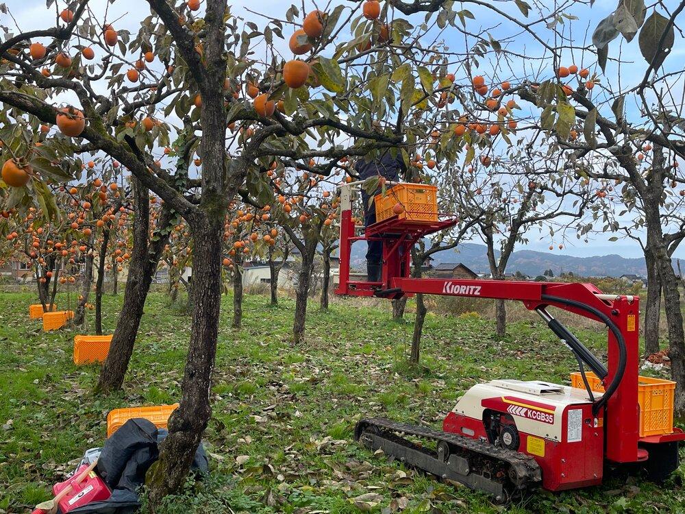 福蜜柿3L（12個入,1080g） 3L