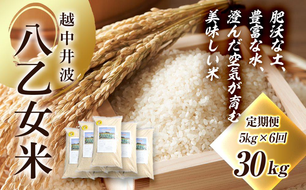 令和6年産 越中井波八乙女米　5kg×6袋（定期便） 【定期便】5kg×6袋