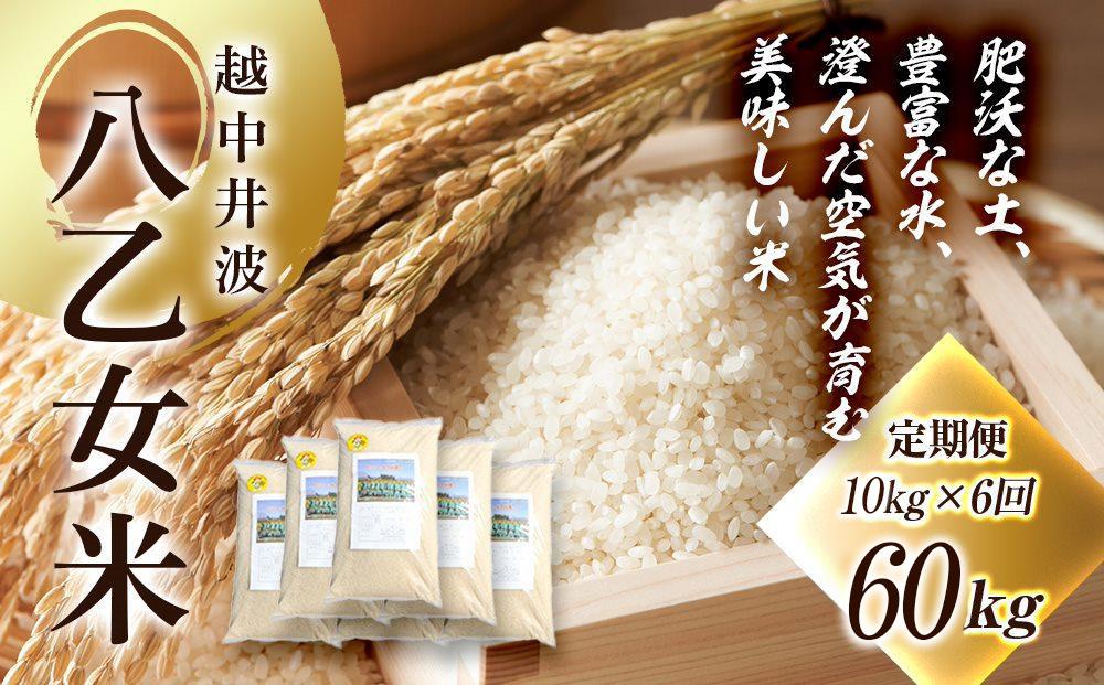 令和6年産 越中井波八乙女米　10kg×6袋（定期便） 【定期便】10kg×6袋