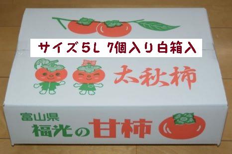 甘柿　太秋柿5L×7個入（2.53kg以上） 白箱入り【2025年10月17日頃より発送】