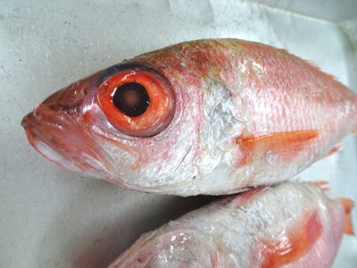 のどぐろ 定期便 2ヶ月 一や干し 3枚×2回お届け 富山 干物 ひもの 国産 ノドグロ 惣菜 おかず ごはんのお供 加工食品 冷凍 冷凍食品 魚 魚介類 魚介 海産物 定期 お楽しみ 2回　 富山県射水市