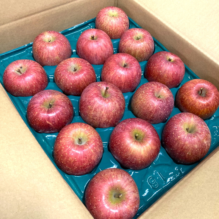 【射水のおいしい果実】【林檎】くろだ農園の池多りんご 5kg大玉（14～16個／箱） ※離島・沖縄県への配送不可 ※2025年11月下旬～2026年1月中旬頃に順次発送予定