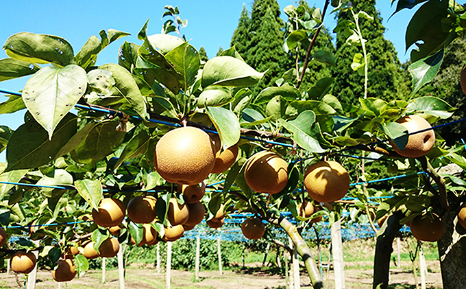 梨 射水の鳥越梨園から直送!【大門梨（新星梨）】3.7kg 果物 フルーツ なし 北陸 富山 ※2025年9月中旬～2025年9月下旬頃に順次発送いたします