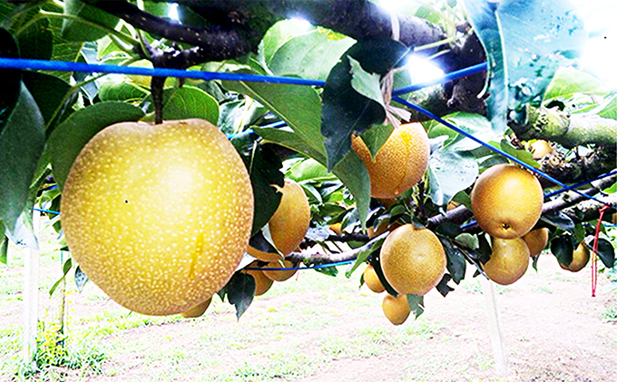 梨 射水の鳥越梨園から直送！【大門梨（豊水）】3kg  果物 フルーツ なし 北陸 富山 ※2025年9月上旬～2025年9月中旬頃に順次発送いたします