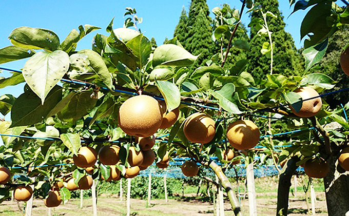 梨 射水の鳥越梨園から直送！【大門梨（あきづき梨）】3kg  果物 フルーツ なし 北陸 富山 ※2025年9月中旬～2025年9月下旬頃に順次発送いたします