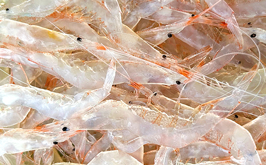 白えび殻付き150g×3　※沖縄・離島への配送不可