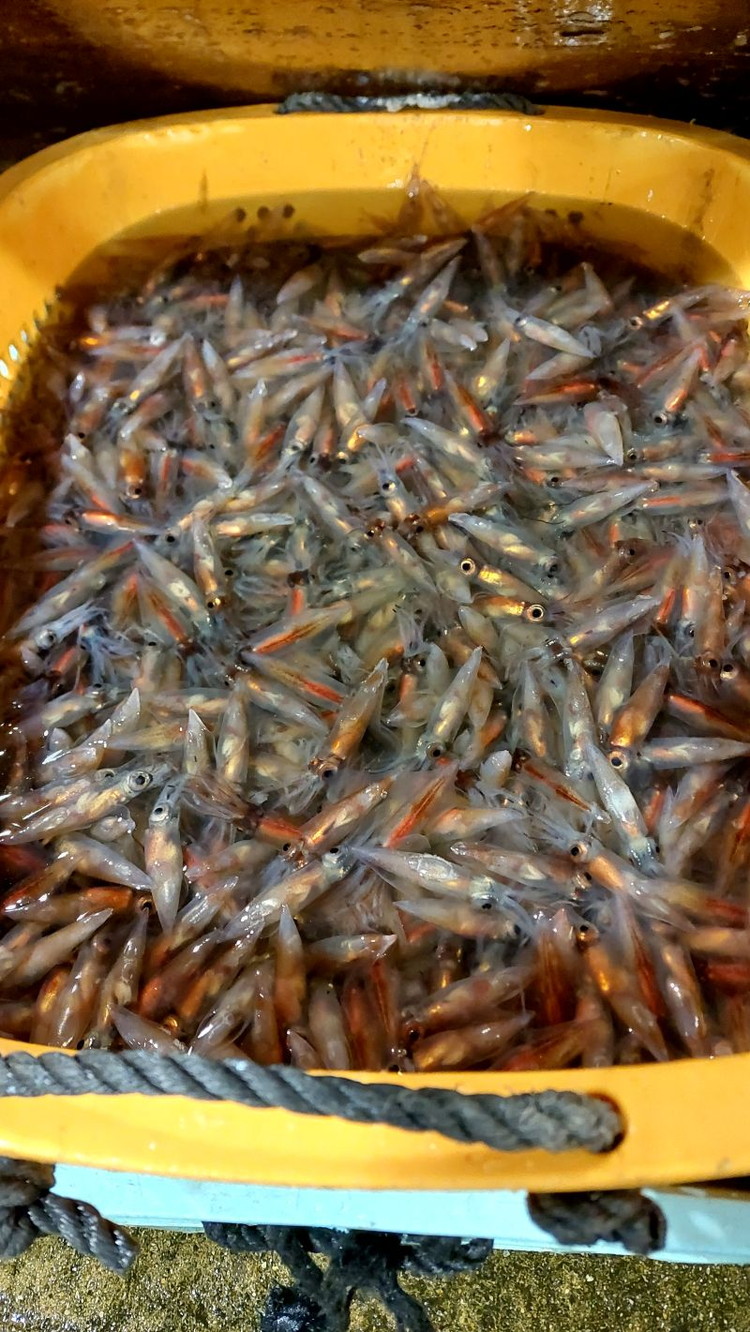 【2026年3月上旬以降発送】富山県産ボイルホタルイカ340g（酢みそ付）【棚辺水産】　※2026年3月上旬～5月中旬頃に順次発送予定　※離島への配送不可