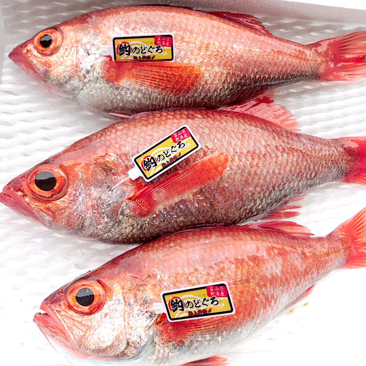 【新湊産】のどぐろ鮮干し（大サイズ3尾）