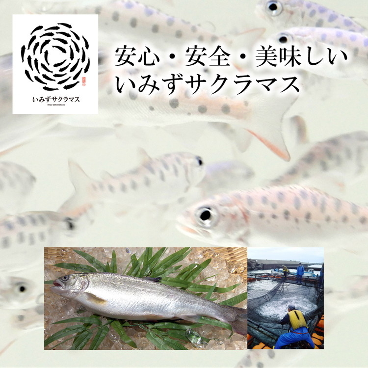 魚 鮭 いみずサクラマス 昆布〆5パック 北陸 おつまみ グルメ 食品/富山県射水市