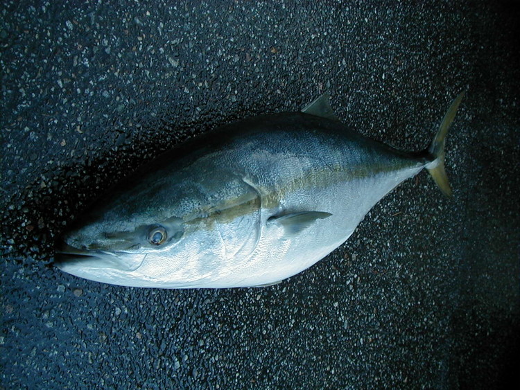 富山湾産お造り用ぶり炙りブロック/魚介 刺身 ブリ ぶり/富山県射水市