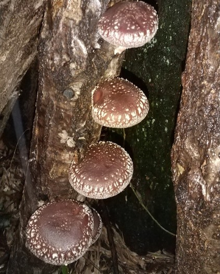 【年内出荷】数量限定 原木椎茸「金山かぐや」射水市金山産 /おせち材料 正月 料理 きのこ 野菜 山菜/富山県射水市 ※2025年12月中旬～2026年4月下旬頃に順次発送予定