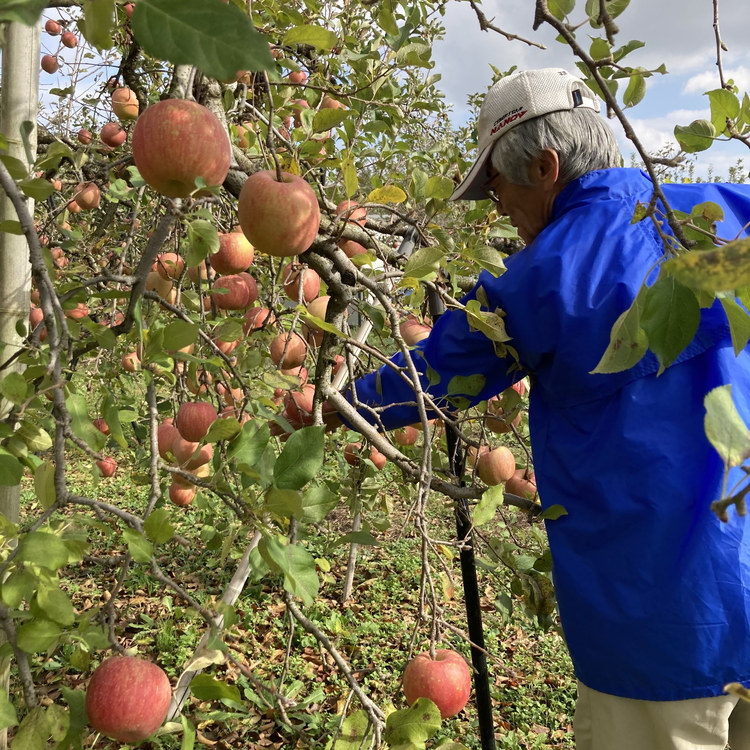 【射水のおいしい果実】【林檎】くろだ農園の池多りんご 5kg大玉（14～16個／箱） ※離島・沖縄県への配送不可 ※2025年11月下旬～2026年1月中旬頃に順次発送予定