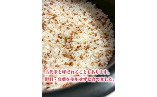 【射水の美味しいお米】【自然栽培農法】自然栽培農家 marufarm 自然栽培米「赤米」900g（300g×3袋）※離島への配送不可