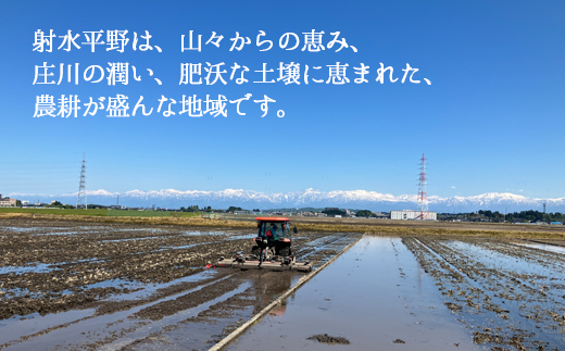 【射水市】【射水の美味しいお米】若竹のお米 R7年度産 富富富5kg【精米】 ※離島への配送不可 ※2025年10月上旬～10月下旬頃に順次発送予定