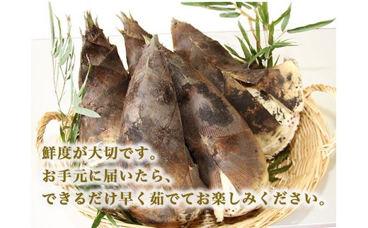 【射水市】【射水のおいしい食品】射水市黒河産 農家直送 北川さん家の たけのこ 2kg ※2026年4月下旬頃～5月中旬頃に順次発送予定 ※離島への配送不可