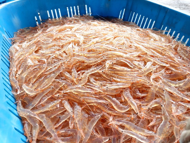 業務用殻付きシロエビ500g×2