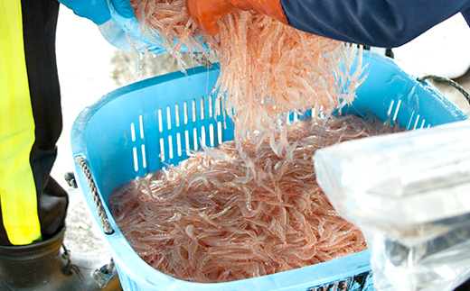 白えび殻付き500g