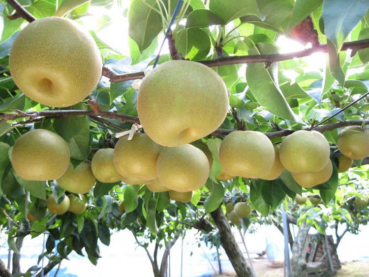 藤岡さんが作ったきららか梨(幸水・豊水)約5kg ｜ フルーツ なし 果物　 果物 フルーツ 秋の味覚 デザート 食後 おやつ 旬の果物 旬のフルーツ 最高級 ブランド梨 　※2025年8月下旬～10月上旬頃に順次発送予定
