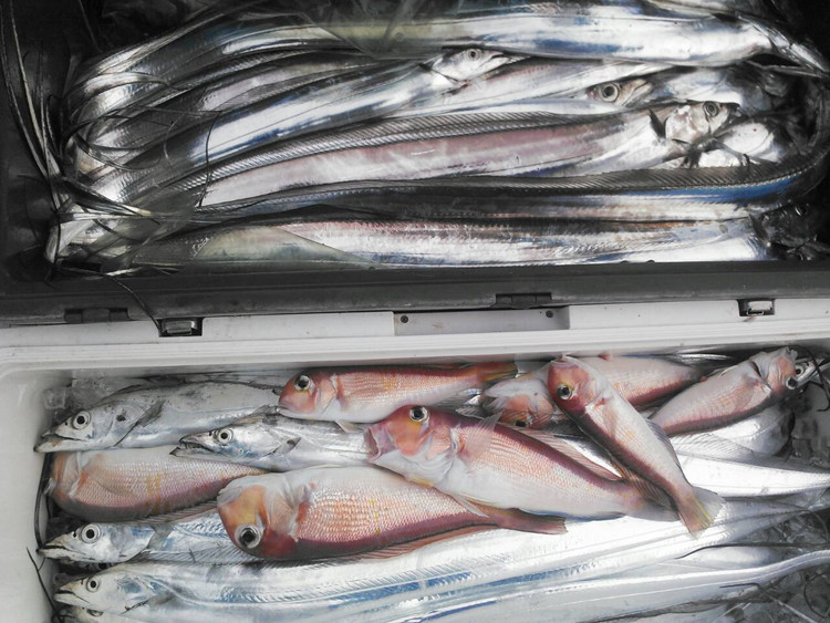 【乗船券】遊漁船・幸導丸で釣り体験！乗船チケット 相乗り/漁船チケット 港 船 魚/富山県射水市