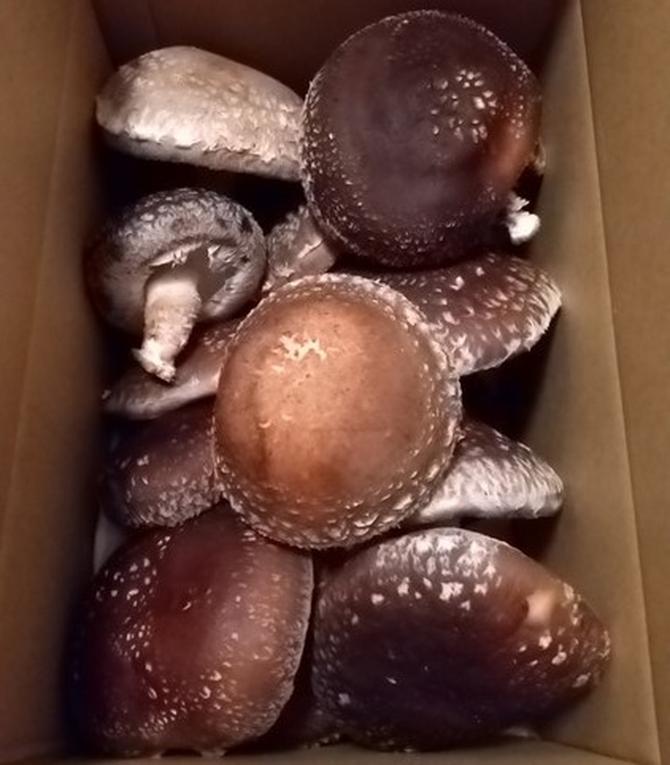 【年内出荷】数量限定 原木椎茸「金山かぐや」射水市金山産 /おせち材料 正月 料理 きのこ 野菜 山菜/富山県射水市 ※2025年12月中旬～2026年4月下旬頃に順次発送予定