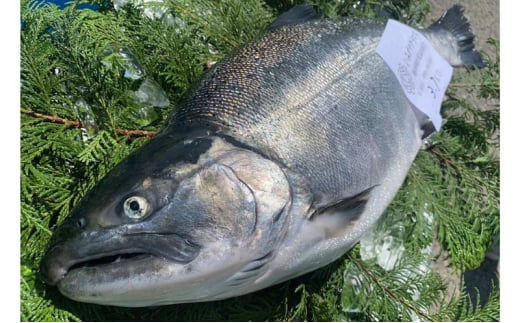 サクラマス いみずサクラマス漬け丼の素3パックセット 桜鱒 漬け丼 セット 取り寄せ 富山県 射水市