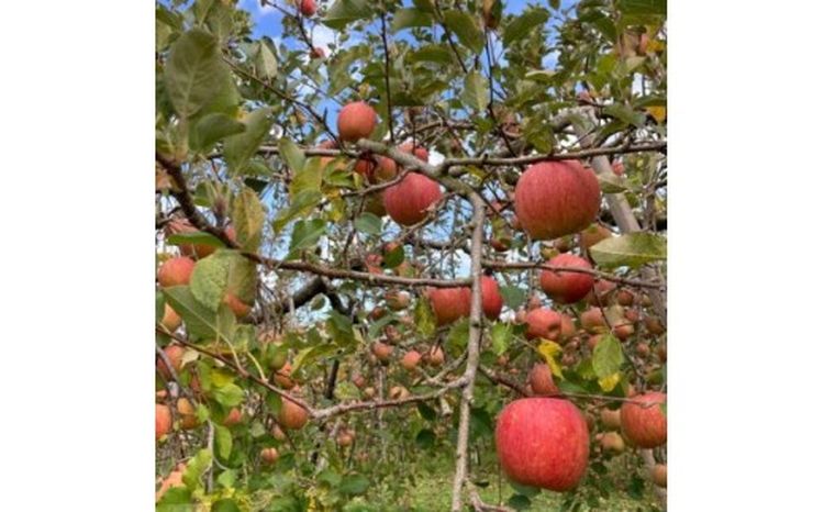 【射水のおいしい果実】【林檎】くろだ農園の池多りんご 5kg大玉（14～16個／箱） ※離島・沖縄県への配送不可 ※2025年11月下旬～2026年1月中旬頃に順次発送予定