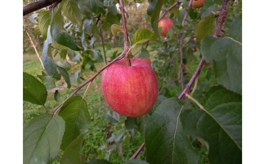 【射水のおいしい果実】【林檎】 よねだ農園の池多りんご サンふじ 5kg大玉（12～16個／箱） ※沖縄・離島への配送不可 ※2025年11月中旬～12月中旬頃に順次発送予定