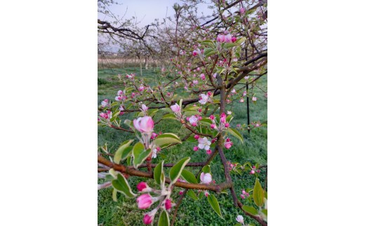 【射水のおいしい果実】【林檎】 よねだ農園の池多りんご ふじ・王林 訳アリ品10kg以上 ※沖縄・離島への配送不可 ※2025年11月中旬～12月中旬頃に順次発送予定