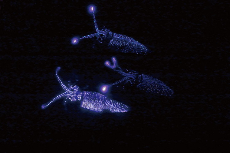 【2026年3月上旬以降発送】富山県産ボイルホタルイカ340g（酢みそ付）【棚辺水産】　※2026年3月上旬～5月中旬頃に順次発送予定　※離島への配送不可