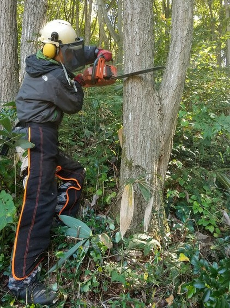 【年内出荷】数量限定 原木椎茸「金山かぐや」射水市金山産 /おせち材料 正月 料理 きのこ 野菜 山菜/富山県射水市 ※2025年12月中旬～2026年4月下旬頃に順次発送予定