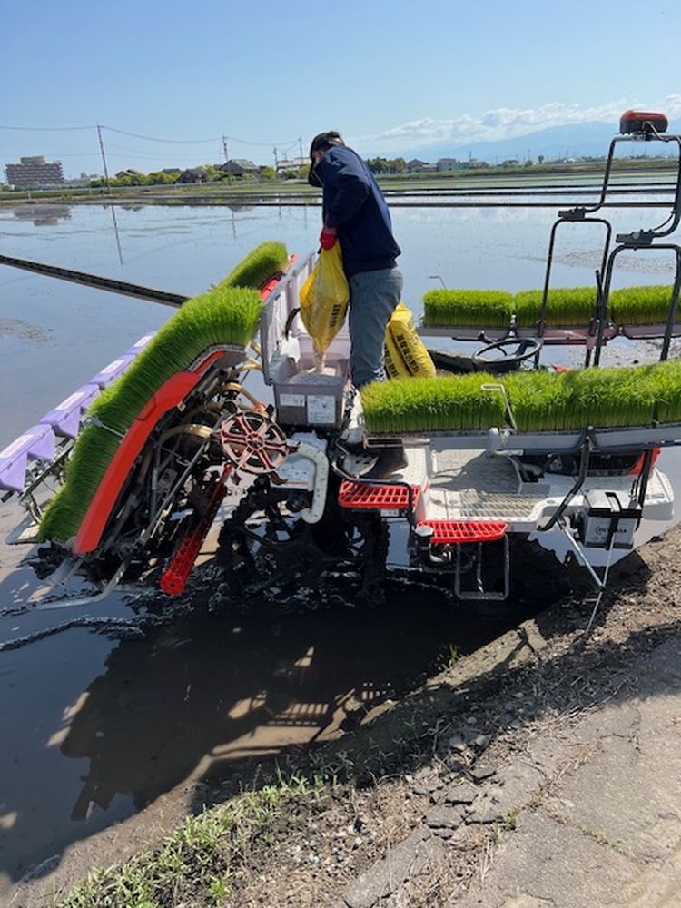 【射水市】【田中農産】【土づくり農業】【射水の美味しいお米】R8年産ミルキークイーン5kg【精米】 ※離島への配送不可 ※2026年9月下旬～10月下旬頃に順次発送予定