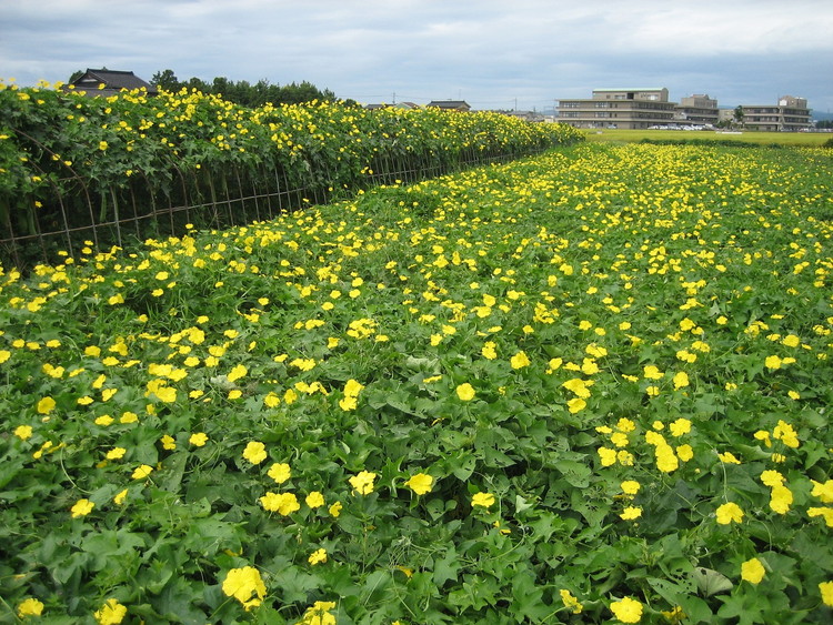 ヘチマ化粧品セット/化粧水 石けん たわし へちまここち　ボディ ビューティー 美容 /富山県射水市