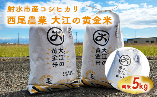 R7年度米 大江の黄金米 コシヒカリ5kg ｜ 射水市 西尾農業 黄金米 射水の美味しいお米 精米 ※離島への配送不可