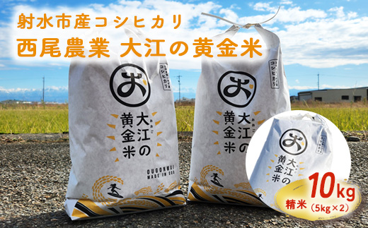 R7年度米 大江の黄金米 コシヒカリ10kg（5kg×2） ｜ 射水市 西尾農業 黄金米 射水の美味しいお米 精米 ※離島への配送不可