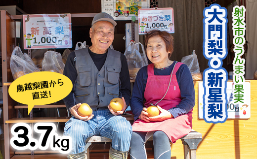 梨 射水の鳥越梨園から直送!【大門梨（新星梨）】3.7kg 果物 フルーツ なし 北陸 富山 ※2025年9月中旬～2025年9月下旬頃に順次発送いたします