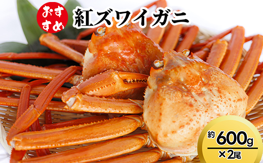 【おすすめ】紅ズワイガニ約600g×2尾　※2025年9月中旬～2026年3月下旬頃に順次発送予定　※沖縄・離島への配送不可