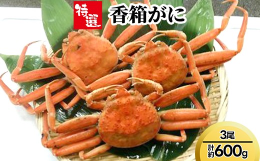 【特選】香箱がに3尾（計約600g）※2025年11月中旬～2026年1月上旬頃に順次発送予定　※沖縄・離島への配送不可