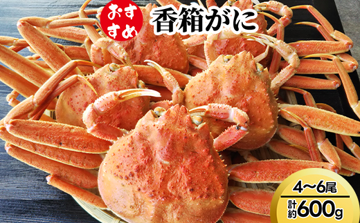 【おすすめ】香箱がに4～6尾（計約600g）※2025年11月中旬～2026年1月上旬頃に順次発送予定　※沖縄・離島への配送不可