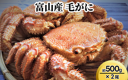 富山産　毛がに約500g×2尾　※2025年11月中旬～2026年3月中旬頃に順次発送予定　※沖縄・離島への配送不可