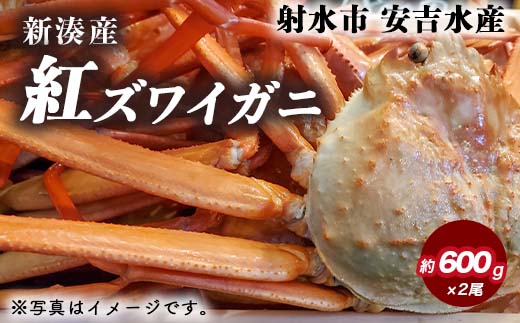 紅ズワイガニ 約600g×2尾【安吉水産】｜ずわい蟹 ずわいガニ ズワイガニ 紅ズワイガニ ※離島への配送不可 ※2025年9月中旬～2026年3月下旬頃に順次発送予定 ※発送まで1か月以上かかる場合があります。