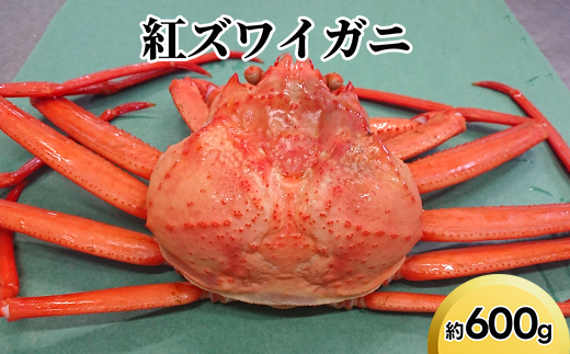 紅ズワイガニ約600g【棚辺水産】※2025年9月中旬～2026年3月下旬頃に順次発送予定　※離島への配送不可