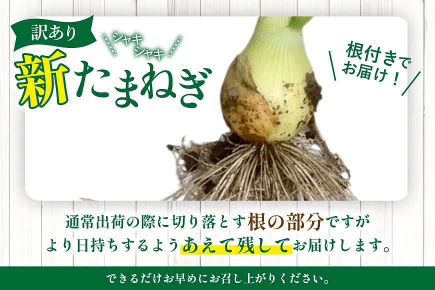 訳あり 新玉ねぎ 1kg [稲生ファーム 富山県 舟橋村 57050220] 玉ねぎ 新たまねぎ タマネギ