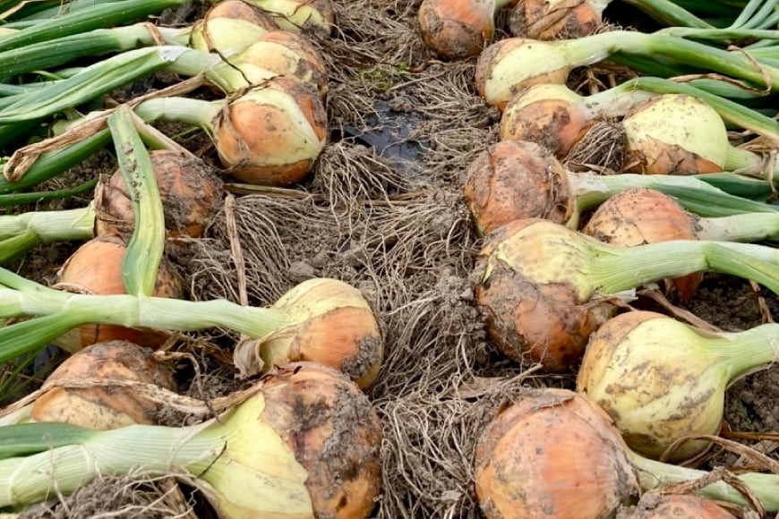 訳あり 新玉ねぎ 1kg [稲生ファーム 富山県 舟橋村 57050220] 玉ねぎ 新たまねぎ タマネギ