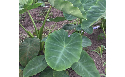 【2025年予約】立山町産里芋 Ｌサイズ 5kg さといも 里いも 芋 いも 野菜 根菜 立山町 F6T-726