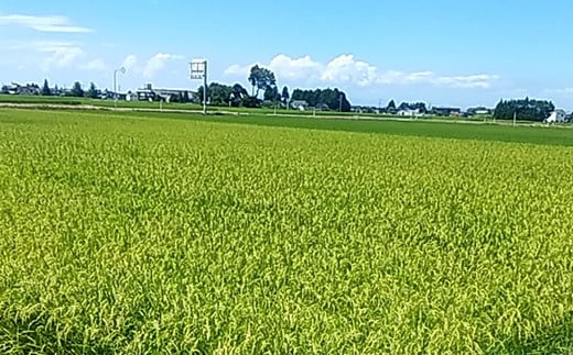 令和7年度産 お米 こしひかり 富山県立山町産 5kg×1袋 横山ファーム 富山県 立山町 F6T-543