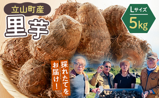【2025年予約】立山町産里芋 Ｌサイズ 5kg さといも 里いも 芋 いも 野菜 根菜 立山町 F6T-726